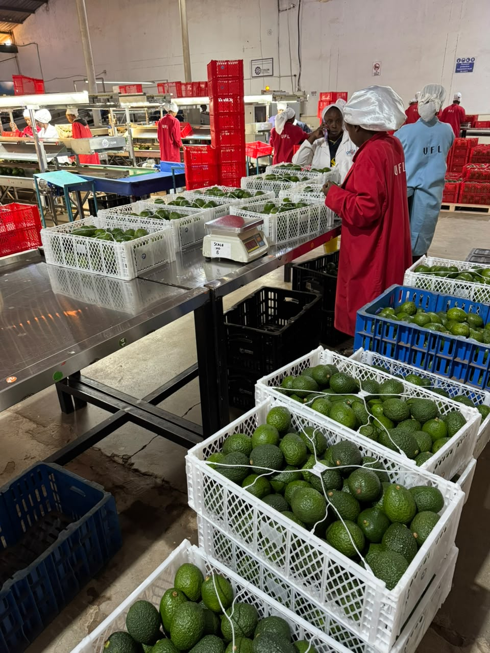 Team grading and weighing avocados inside the packhouse
